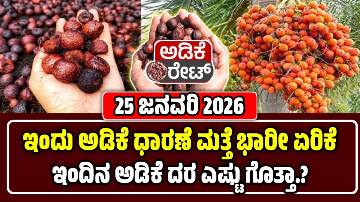 ಅಡಿಕೆ ಕಾಯಿ