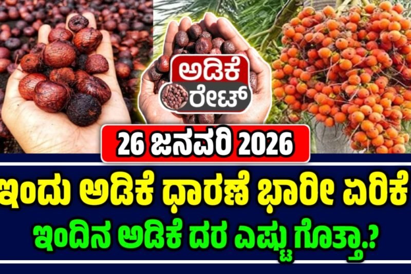 ಅಡಿಕೆ ಕಾಯಿ