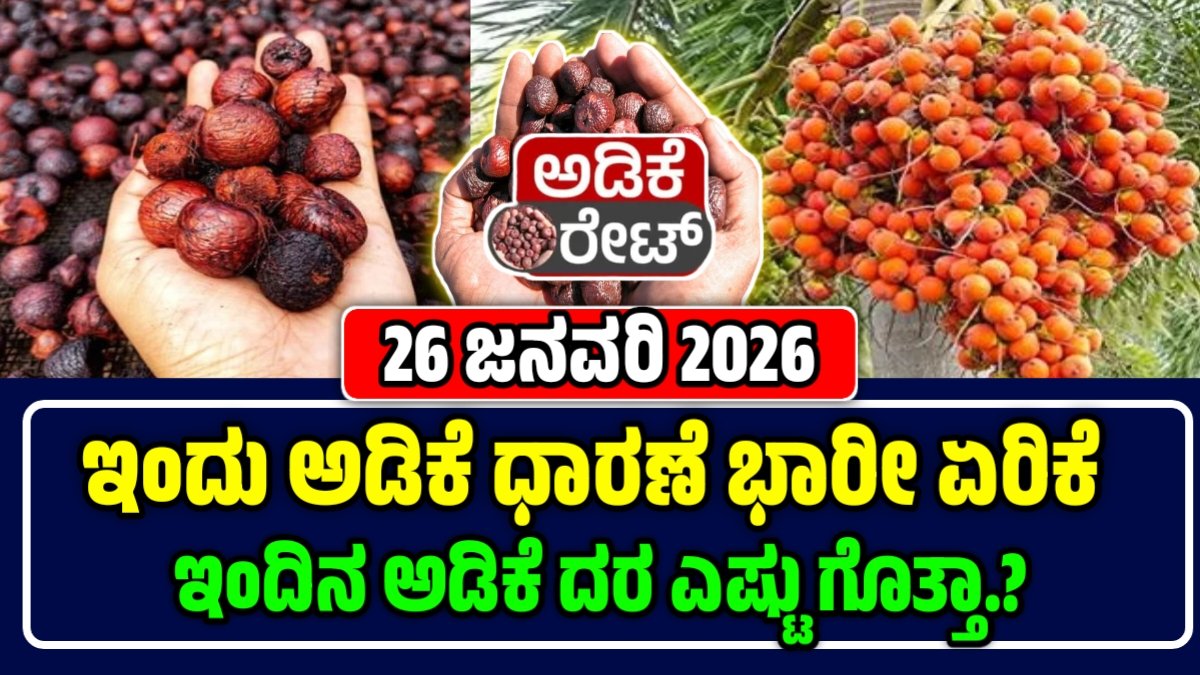 ಅಡಿಕೆ ಕಾಯಿ