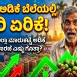 ಅಡಿಕೆ ಕಾಯಿ