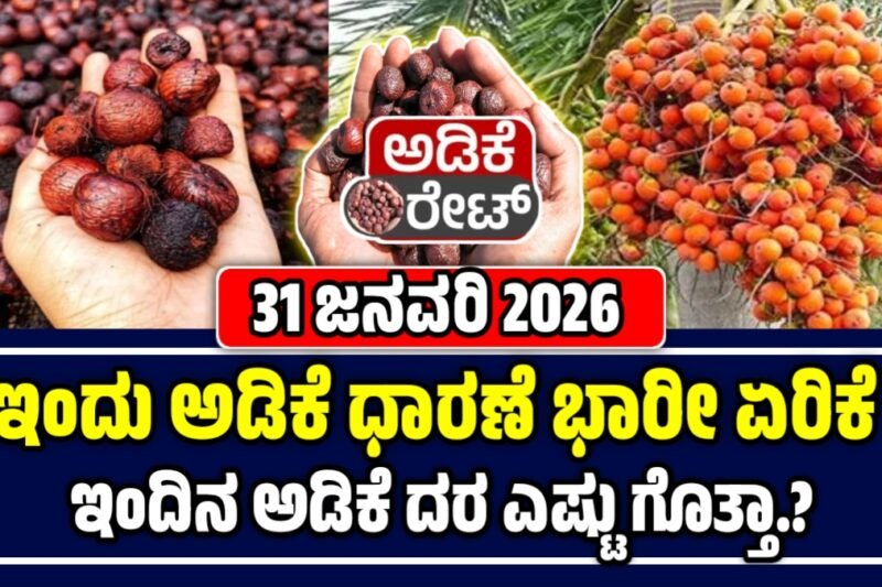 ಅಡಿಕೆ ಧಾರಣೆ