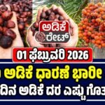 ಅಡಿಕೆ ಕಾಯಿ