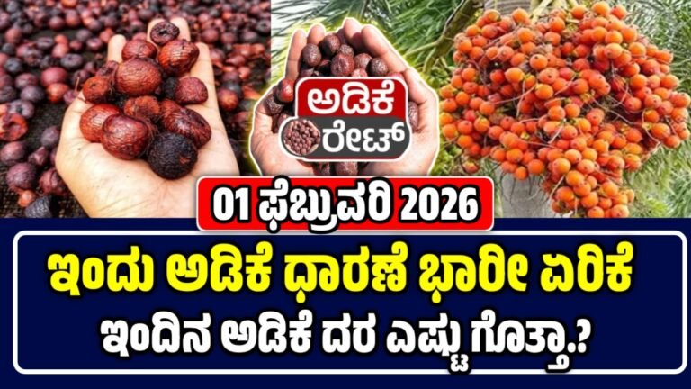 ಅಡಿಕೆ ಕಾಯಿ: ಇಂದಿನ ಕರ್ನಾಟಕದ ಎಲ್ಲಾ ಮಾರುಕಟ್ಟೆಯ ಅಡಿಕೆ ಧಾರಣೆ ವಿವರ ಇಲ್ಲಿದೆ ನೋಡಿ