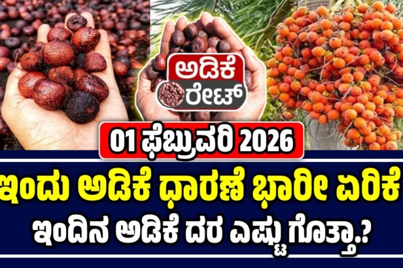 ಅಡಿಕೆ ಕಾಯಿ