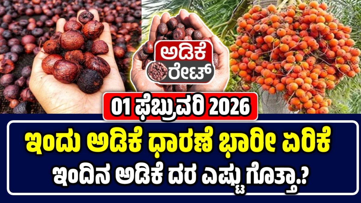 ಅಡಿಕೆ ಕಾಯಿ