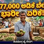 ಅಡಿಕೆ ಬೆಲೆ ಭಾರೀ ಏರಿಕೆ