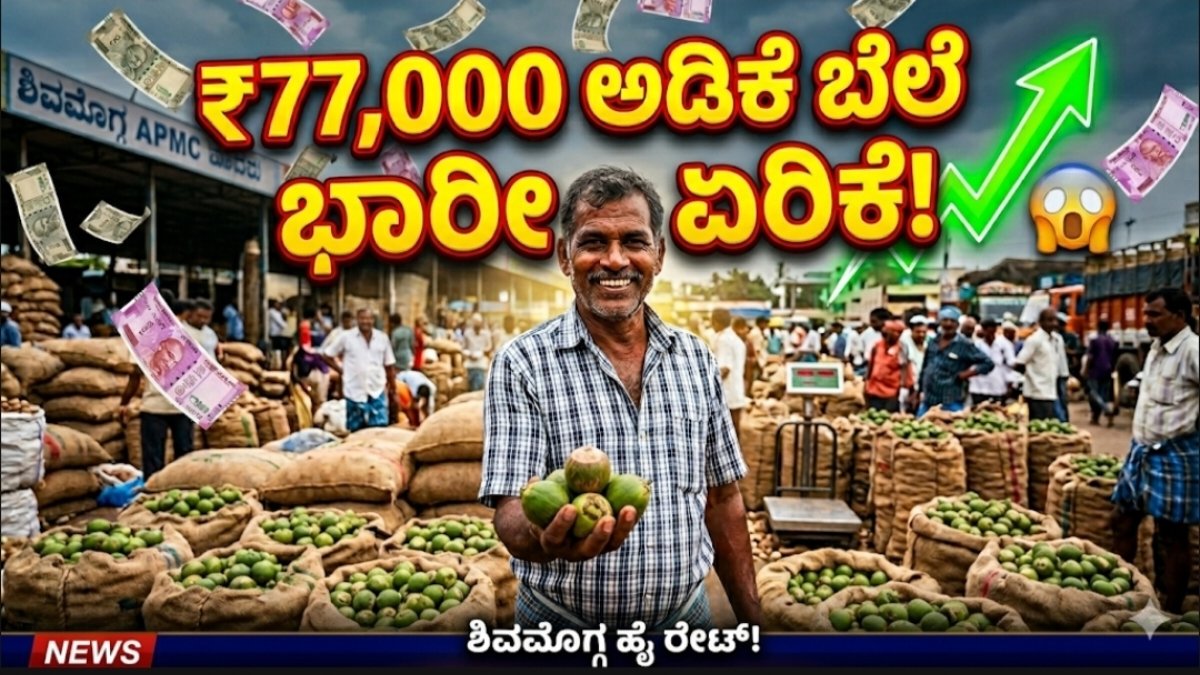 ಅಡಿಕೆ ಬೆಲೆ ಭಾರೀ ಏರಿಕೆ