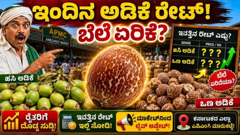ಅಡಿಕೆ ಕಾಯಿ: ಇಂದಿನ ಅಡಿಕೆ ಬೆಲೆ ಎಷ್ಟು ಗೊತ್ತಾ.?