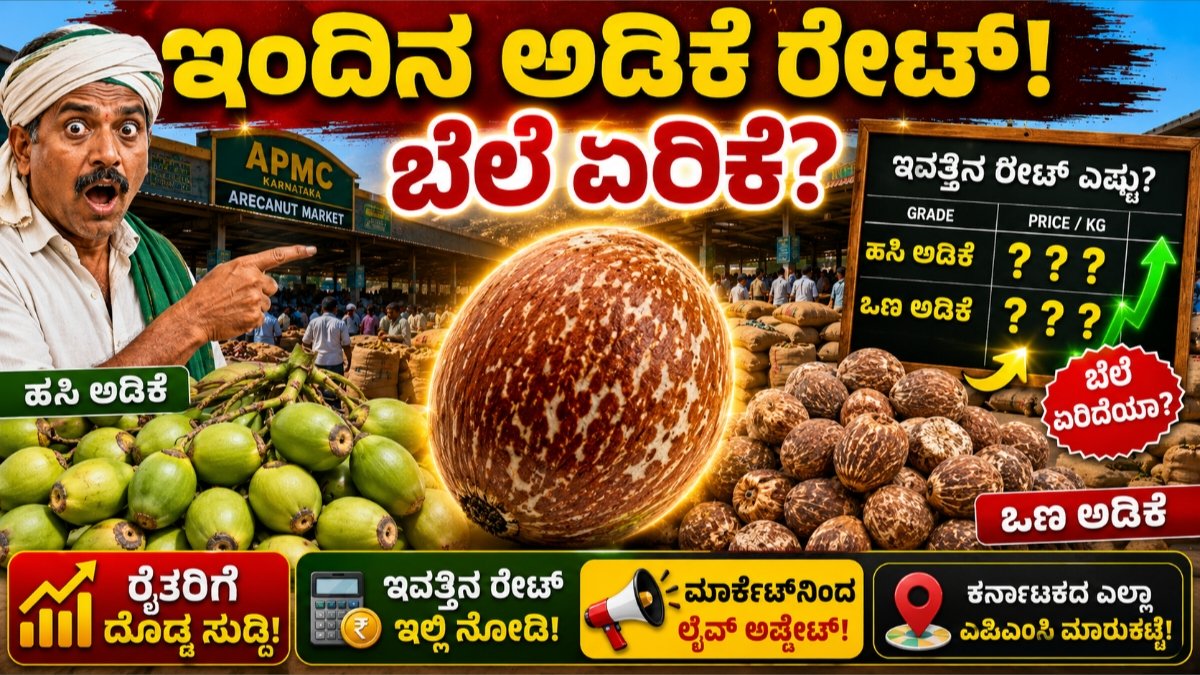 ಅಡಿಕೆ ಕಾಯಿ