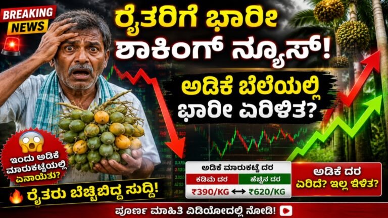 Today Adike Rete: ಕರ್ನಾಟಕದ ವಿವಿಧ ಅಡಿಕೆ ಮಾರುಕಟ್ಟೆಗಳ ಇಂದಿನ ದರಗಳು | ಅಡಿಕೆ ಧಾರಣೆ | ಜೂನ್ 11 – 2026