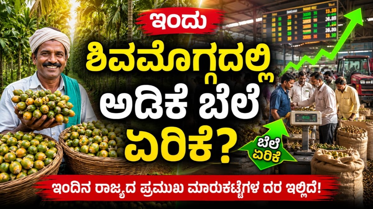 Adike Rate