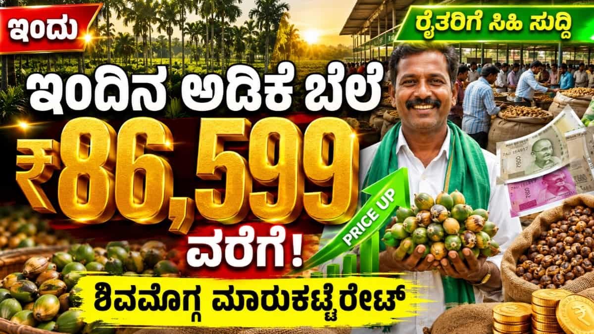ಇಂದಿನ ಅಡಿಕೆ ಧಾರಣೆ