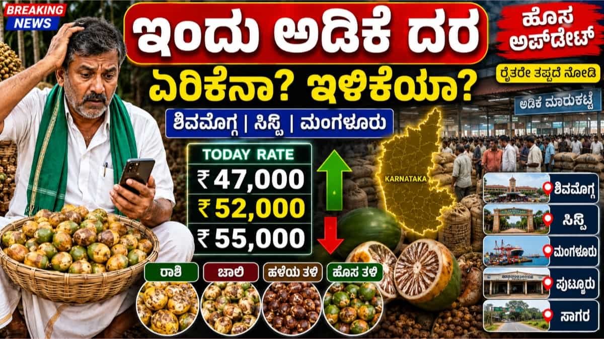 Arecanut Price Today
