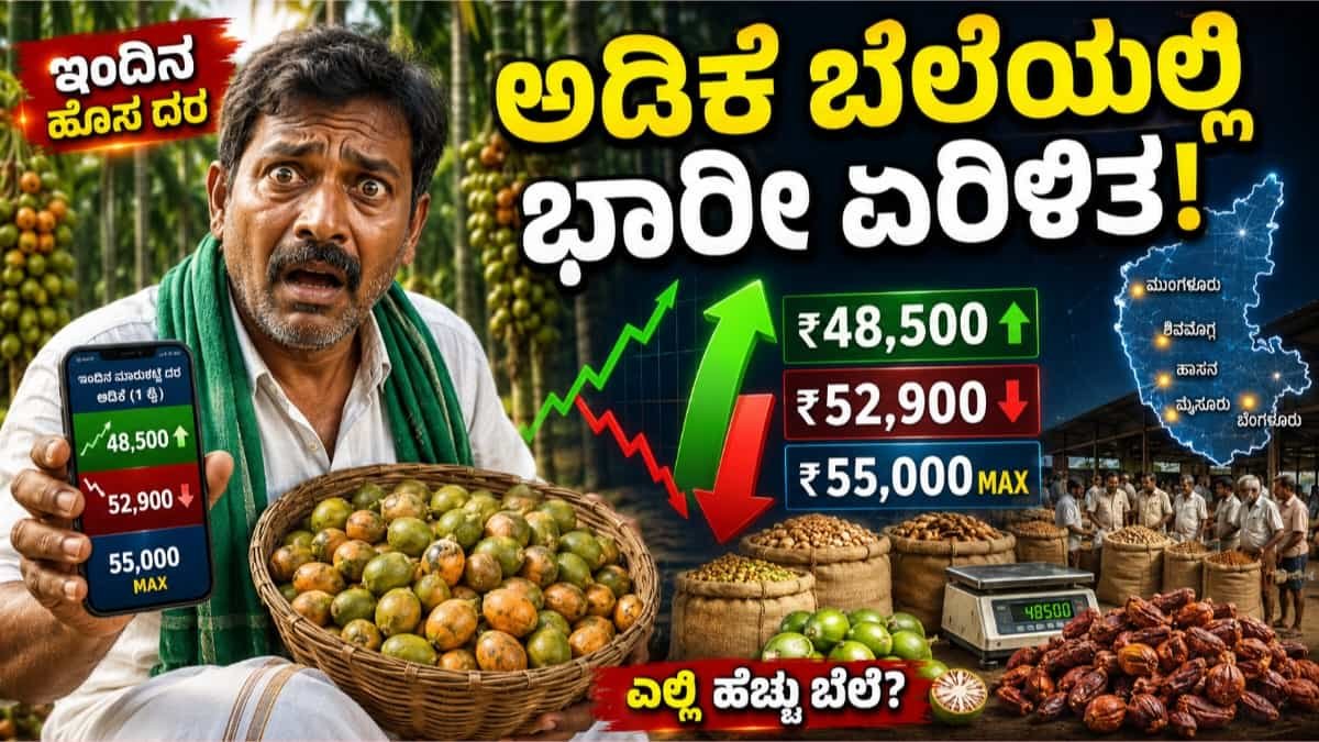 ಇಂದಿನ ಅಡಿಕೆ ಮಾರುಕಟ್ಟೆ ದರ
