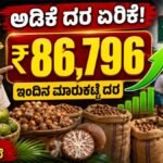 Arecanut Price Today