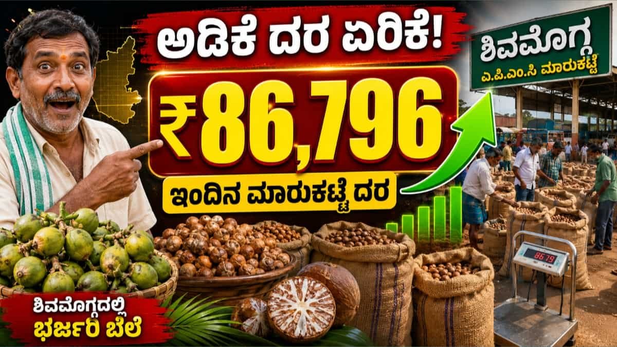 Arecanut Price Today