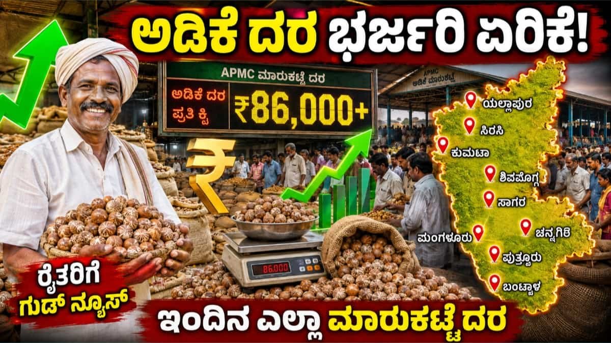 ಅಡಿಕೆ ಬೆಲೆಯಲ್ಲಿ ಭರ್ಜರಿ ಏರಿಕೆ