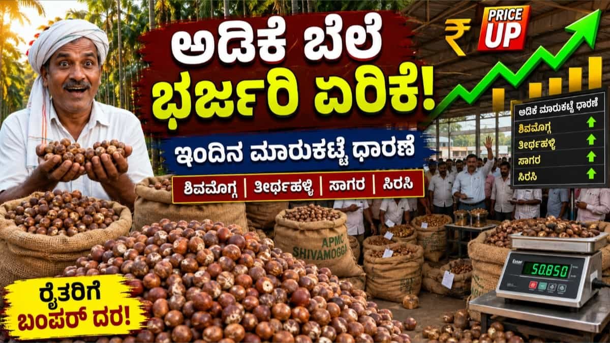 ಇಂದಿನ ಅಡಿಕೆ ಧಾರಣೆ