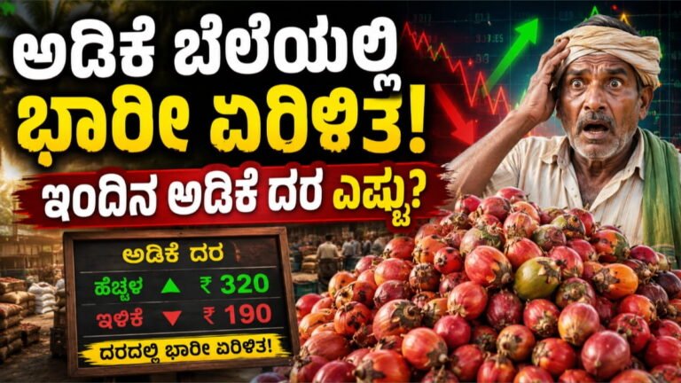 ಅಡಿಕೆ ಮಾರಾಟಕ್ಕೆ ಇದು ಸರಿಯಾದ ಸಮಯವೇ? ಆಗಸ್ಟ್ 23ರ ಮಾರುಕಟ್ಟೆ ದರಗಳ ಸಂಪೂರ್ಣ ಮಾಹಿತಿ