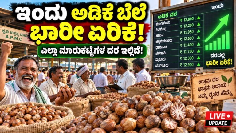 Today Adike Rate: ಇಂದಿನ ಅಡಿಕೆ ದರಗಳ ವಿವರ ಇಲ್ಲಿದೆ ಸಂಪೂರ್ಣ ಮಾಹಿತಿ