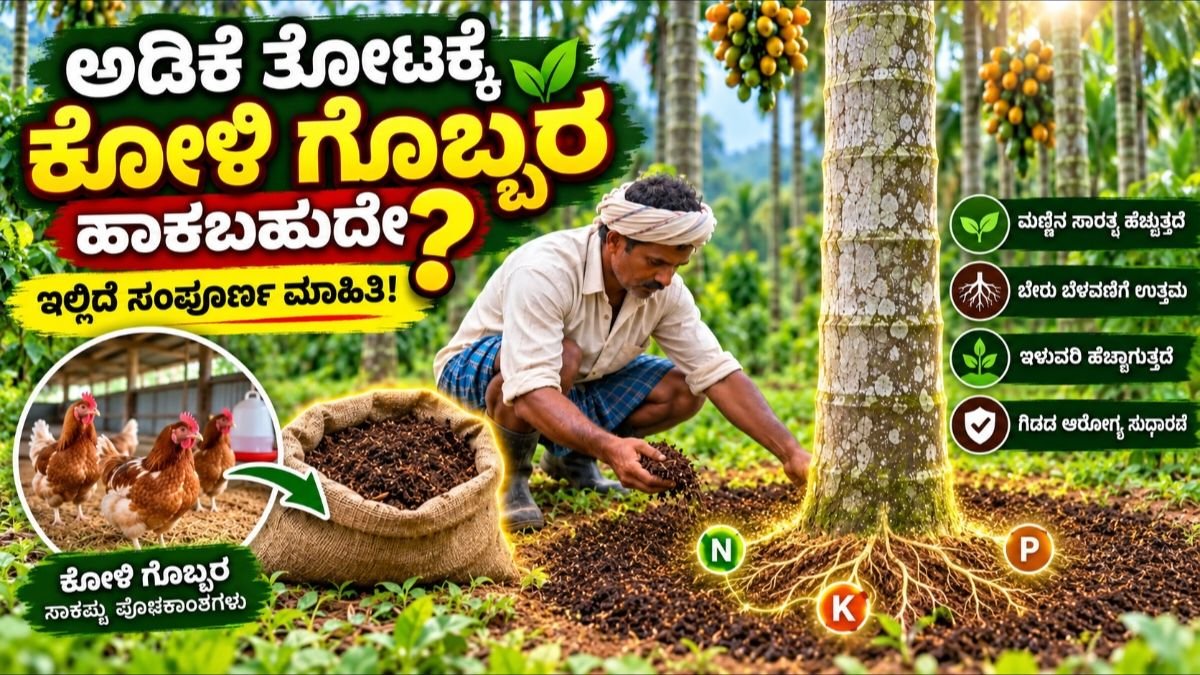 Arecanut farming